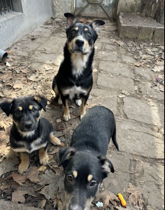 Мъжко куче на 4 месеца - ваксинирано, обезпаразитено с паспорт