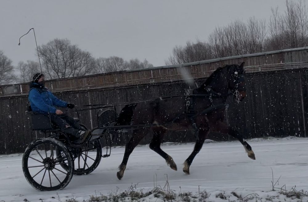 armasar kwpn cu pedigree