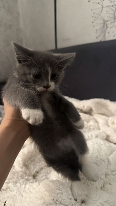 Отдам котят в добрые руки