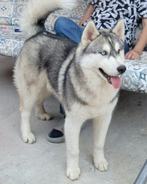 Чистокровный щенок хаски родился 14февраля 2026г принесет любовь