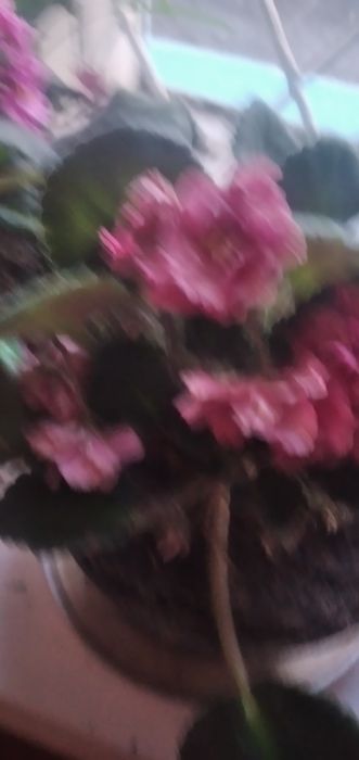 Продаются комнатные