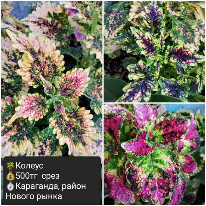 Комнатные цветы для уюта