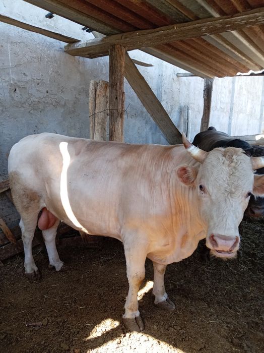 Екі бұқа сатылады