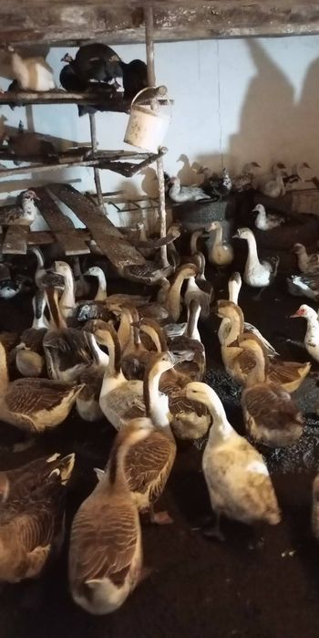 Ouă incubat rața gașca gaină