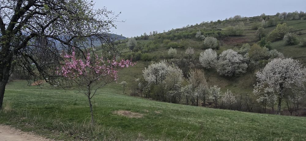 Teren Dumbrăvița de Codru
