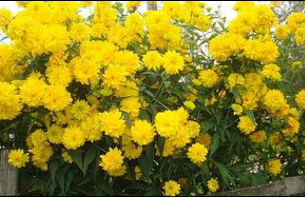 Цветы       цветы