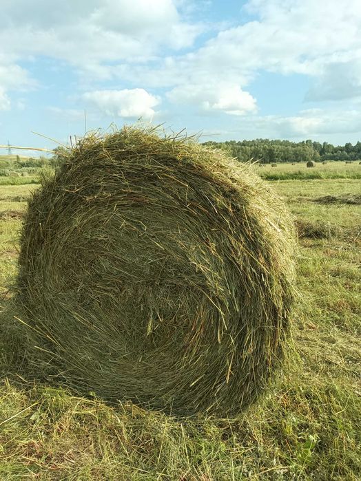 Продам сено  в рулонах