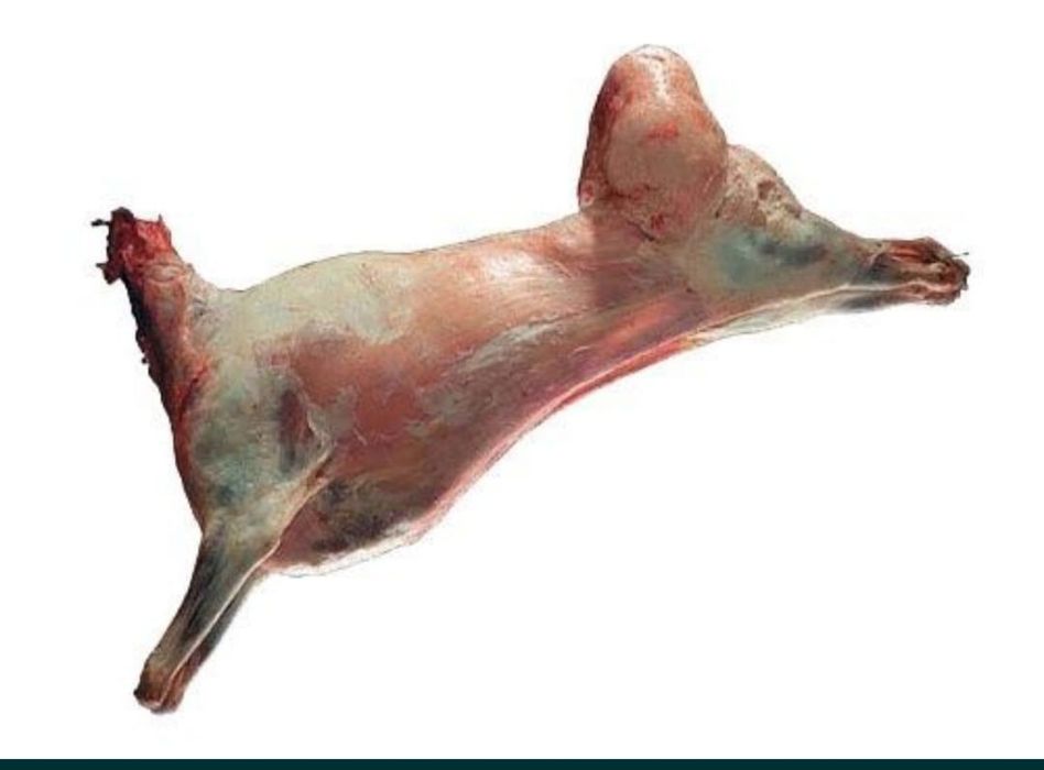 Кои еті соиып береміз