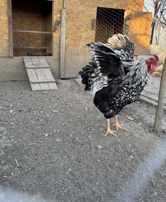 Cocoș Wyandotte Argintiu