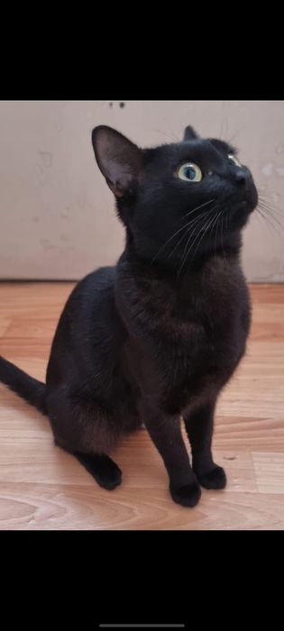 ОЧЕНЬ СРОЧНО! Ищем дом чёрному котику до 31 августа