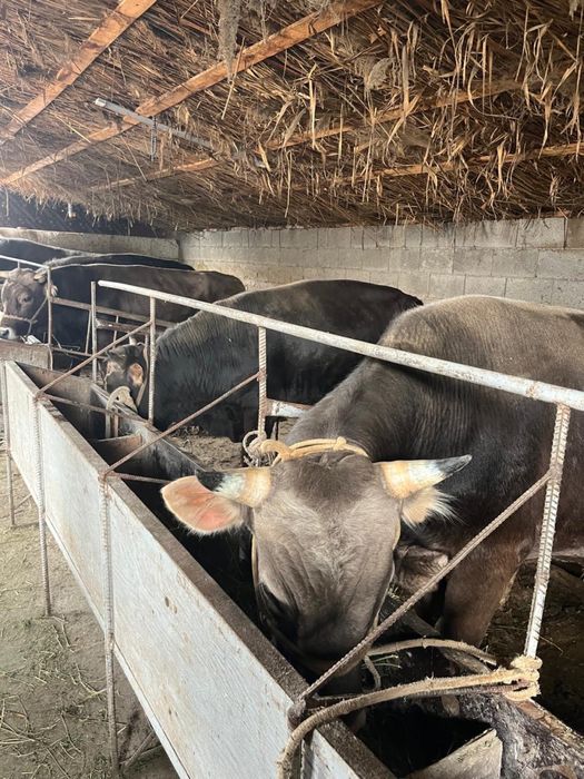 Срочно продаются бычки