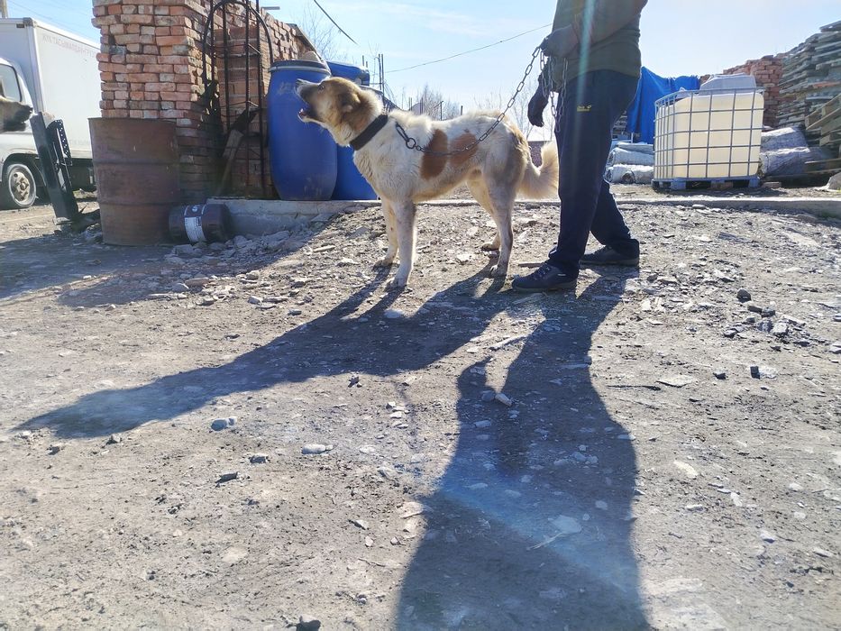 Собака Азиат Алабай