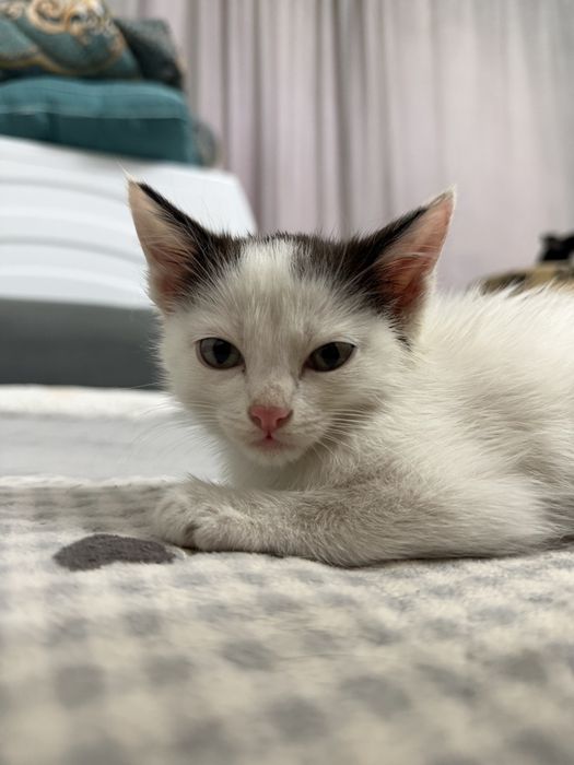 Котенок мальчик оба
