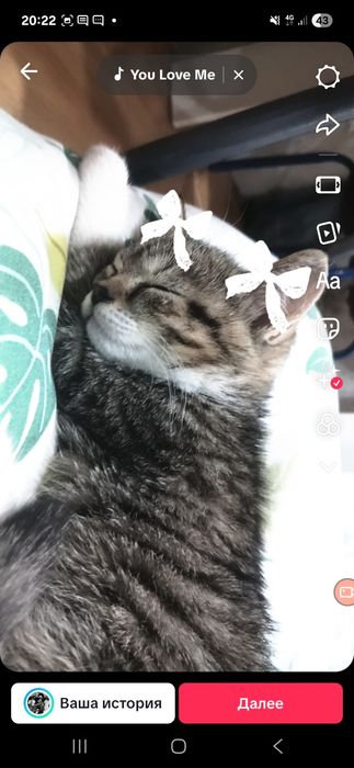 Котёнок 1 месец девочка ищет дом