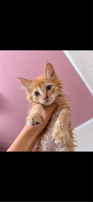 Отдам котят , очень милые