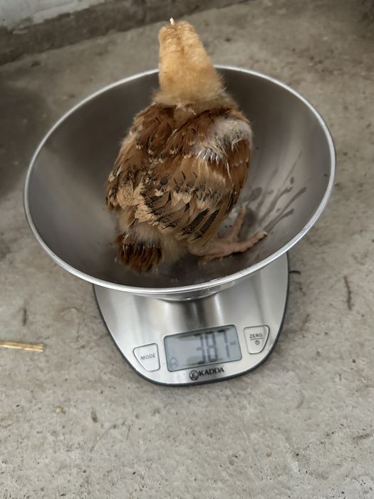 Pui de carne si rasa mixta