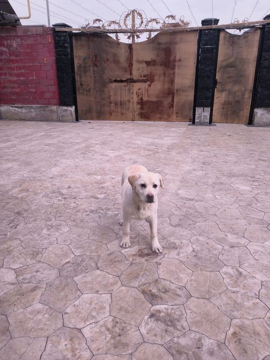 Добрый игривый Лабрадор продаю