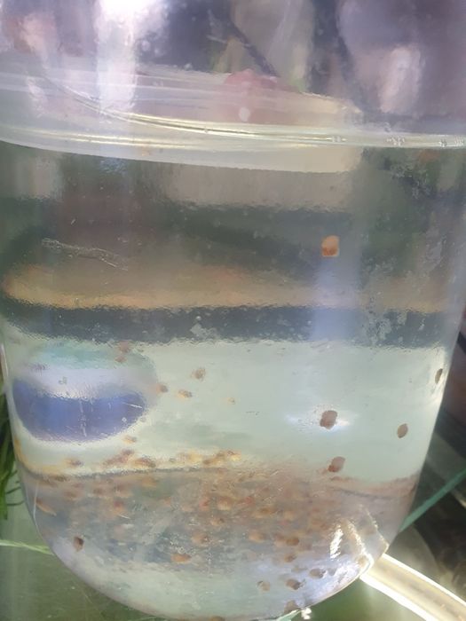 Улитки маленькие симпатюльки