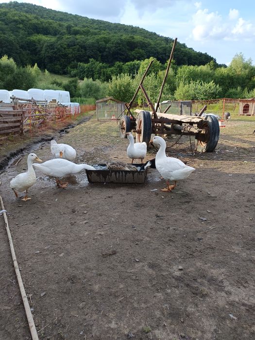 De vânzare boboci,pui de curca, rațe.
