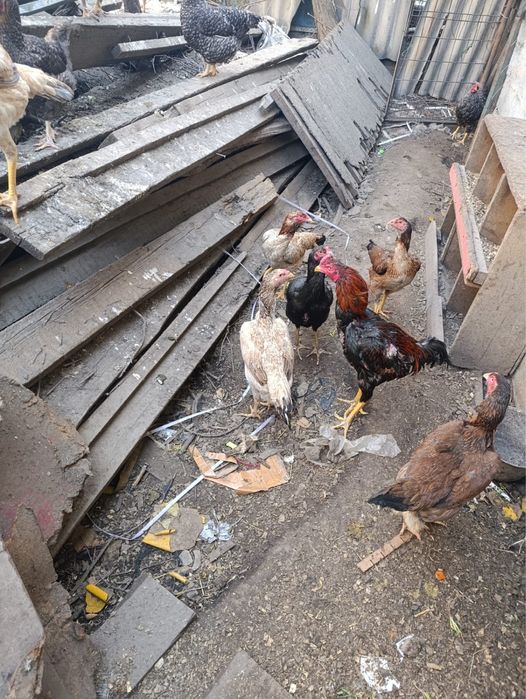 Даканы продаю только продажа