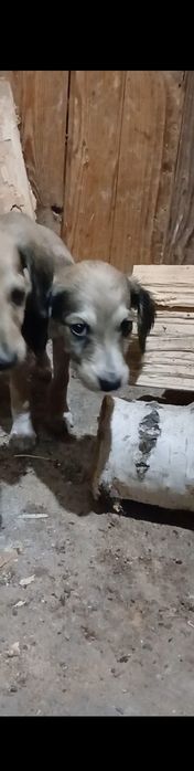 Продам тазы хороших кровей