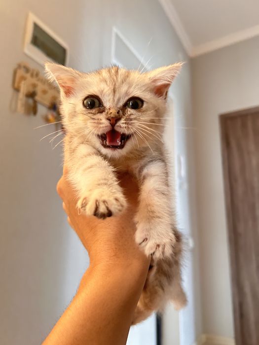 Шотландски котенок