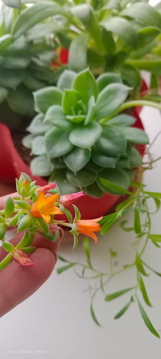 Продам цветы  укоренённые