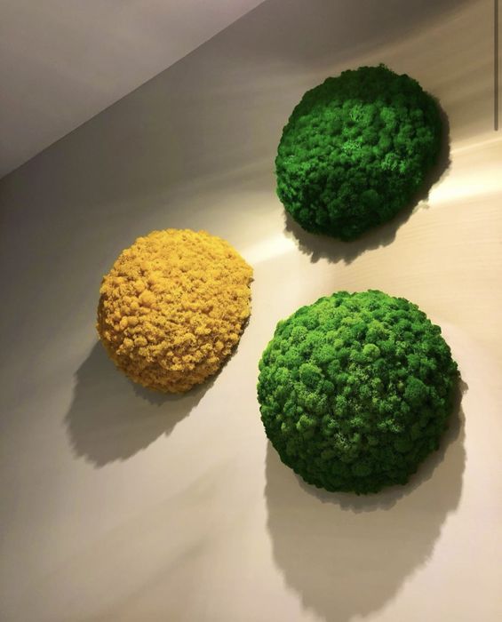 Decoratiuni din licheni, brad de Craciun, bonsai, tablouri, etc