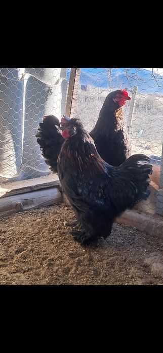 Oua gaini rasa brahma + gaini alte rase.