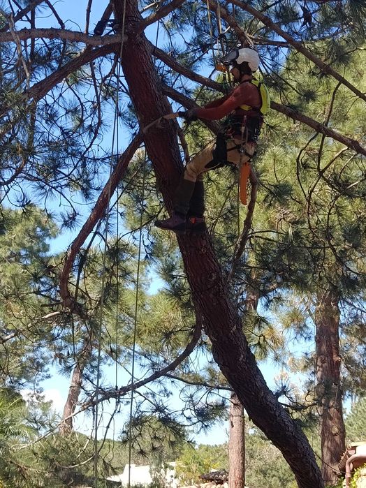 Toaletare Arbori / Taieri Copaci - Firma Certificat ISA– Bistrita
