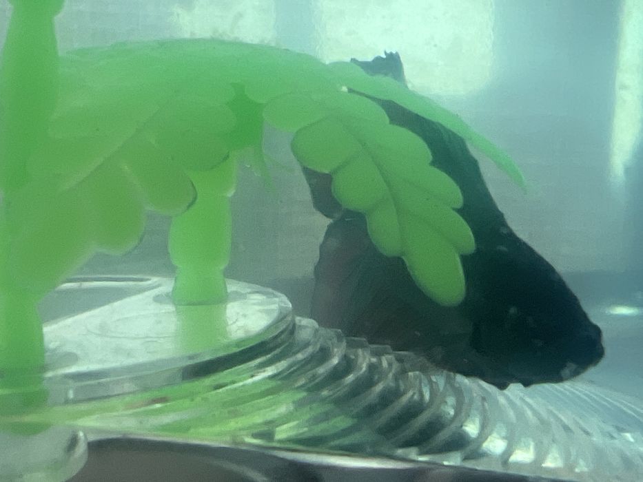 Рыбка петушок самец