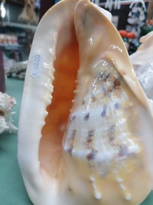 Продавам  красиви раковини за аквариуми, рибки, храни