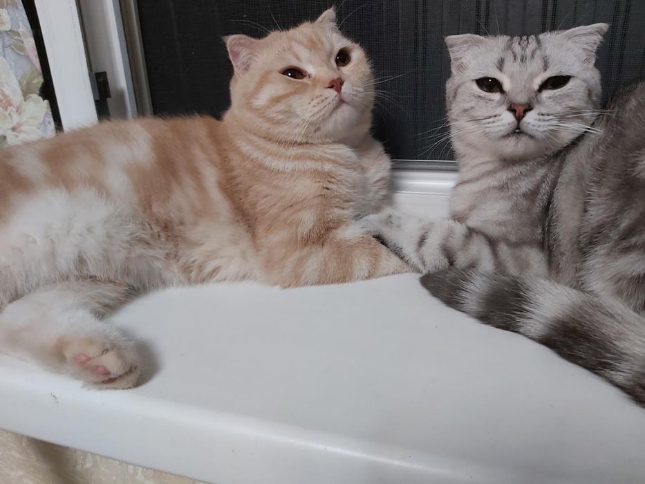 Шотландские котята