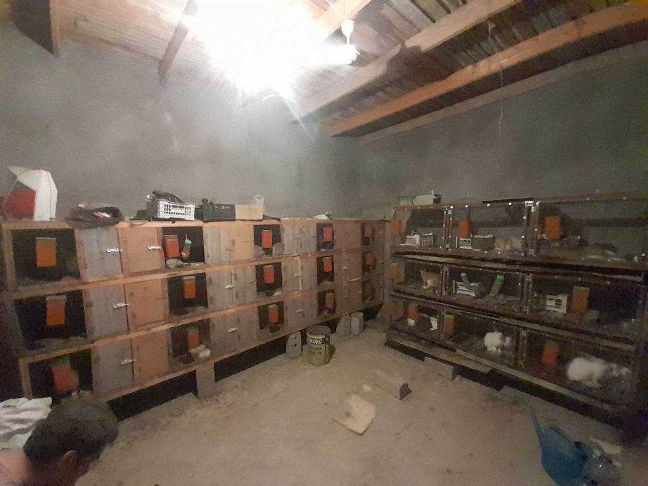 Quyon bolalari sotiladi