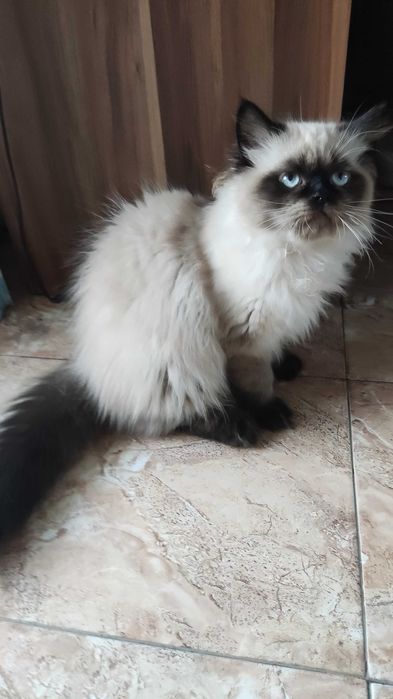 Персийска котка колор пойнт