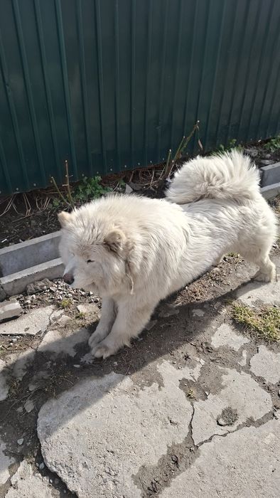 Племенной Самоедская Собака