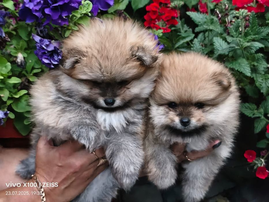 Очаровательные щенки шпица.