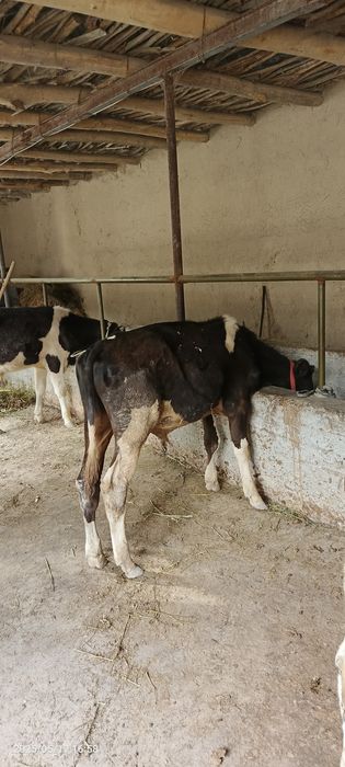 Goleshten gibrit navvos sotiladi