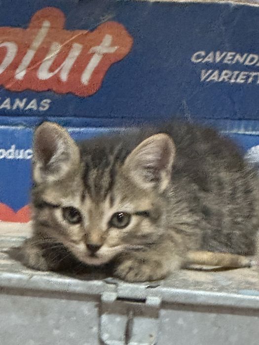 Отдам котят бесплатно