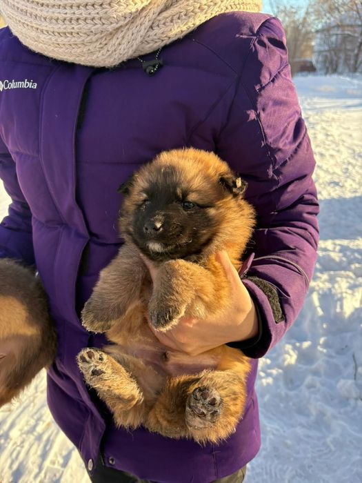 Щенки в добрые руки!