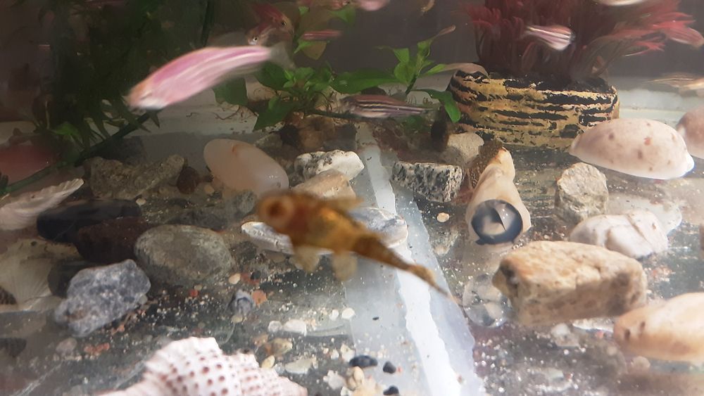 Анцитрусы.  300тг.