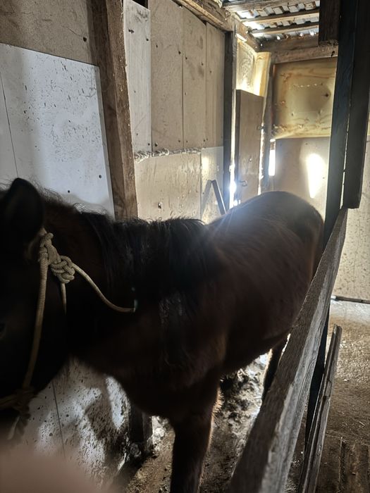 бие сатылымда.