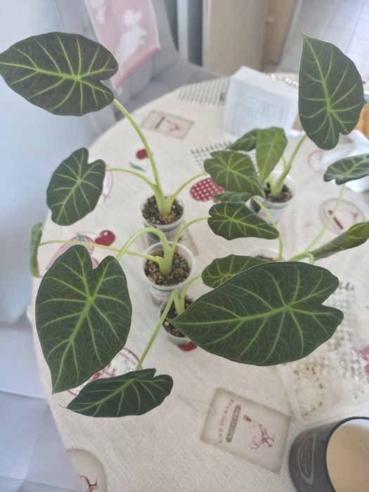 Продам алаказию регал шилдс