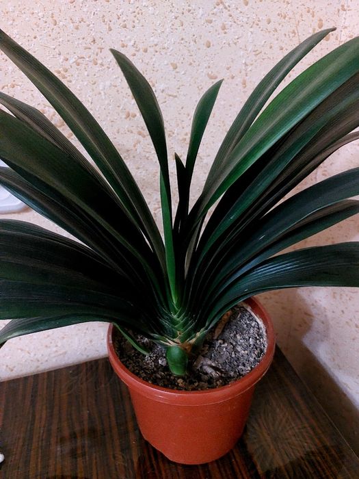 Цветок Кливия. Kliviya