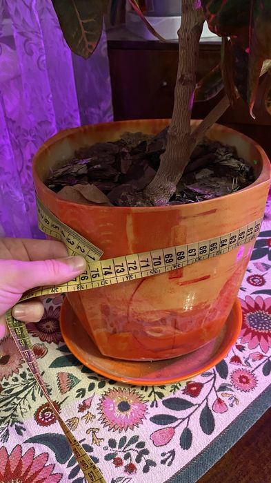 Продам шикарнейший Кодиеум (кротон)