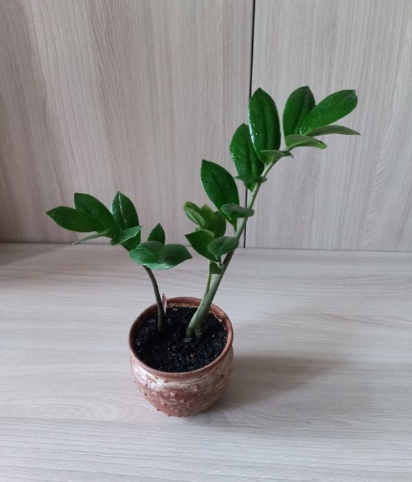 Замиакулькас молодой