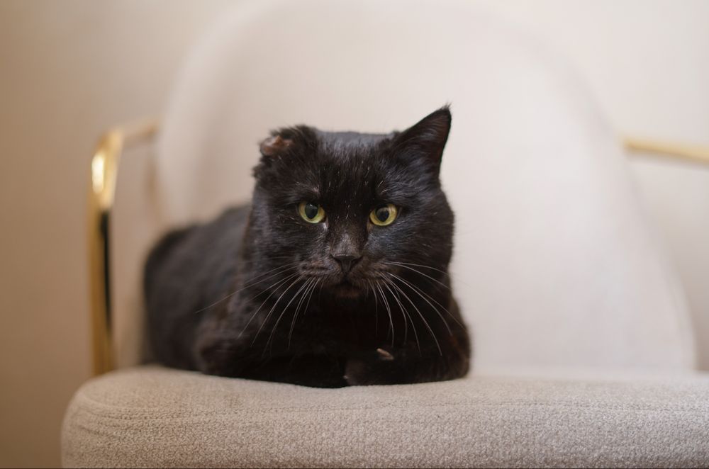 Мартин в поисках дома, Ташкент!