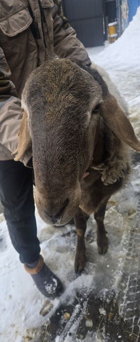 Продам Арашан 2.5 года