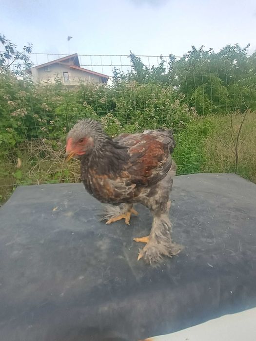 Se vând Cocoșei Brahma  bso