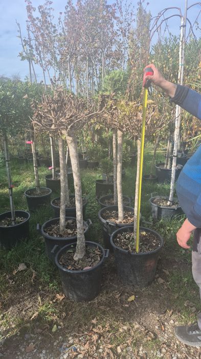 Betula pendula  copaci